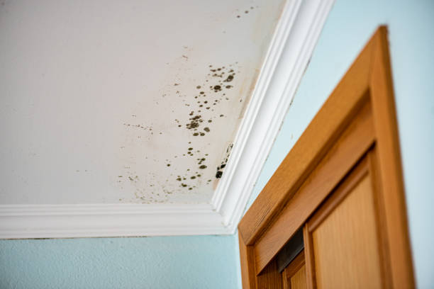Best Office Mold Removal Services  in Whitg, IN
