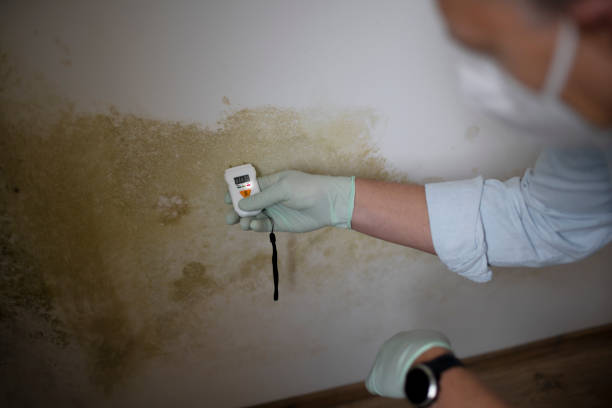 Best Local Mold Removal Service  in Whitg, IN