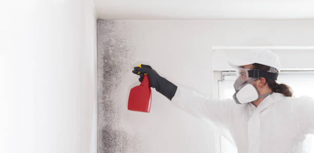 Best Toxic Mold Removal  in Whitg, IN