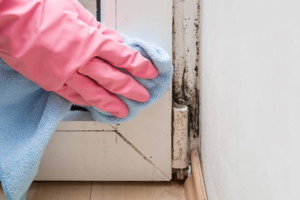 Best Residential Mold Removal  in Whitg, IN